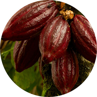 Kakao als Medizin in der TCM und dessen medizinischen Wirkung